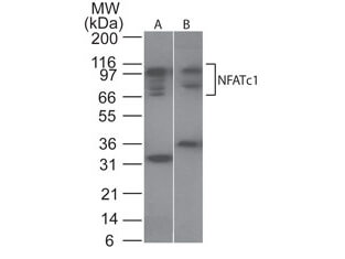 NFATc1 Antibody